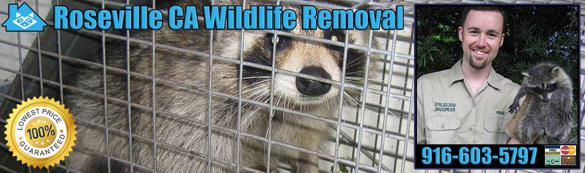 Roseville Wildlife and Animal Removal